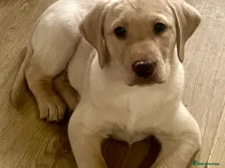 Labrador Retriever dogs Ready 3 chunky Labrador Puppies for sale KC reg - Advert 15