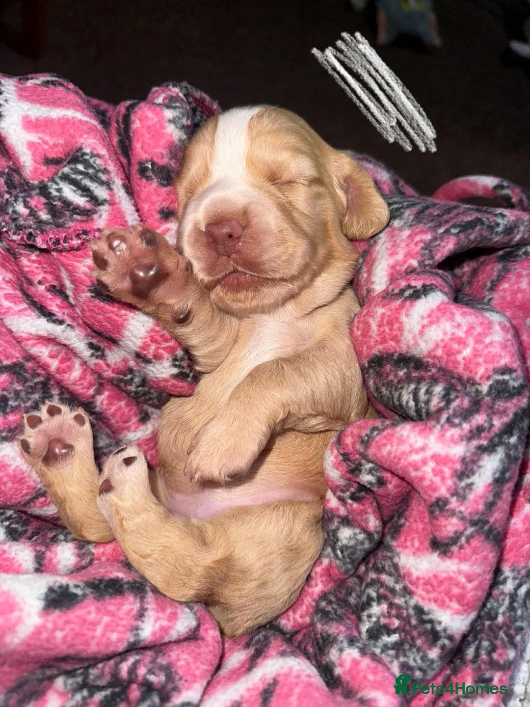 Cocker Spaniel dogs for sale: Working cocker spaniels - Image 14
