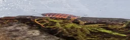 Isopods invertebrates for sale: Ember bee Isopods  - Advert 3