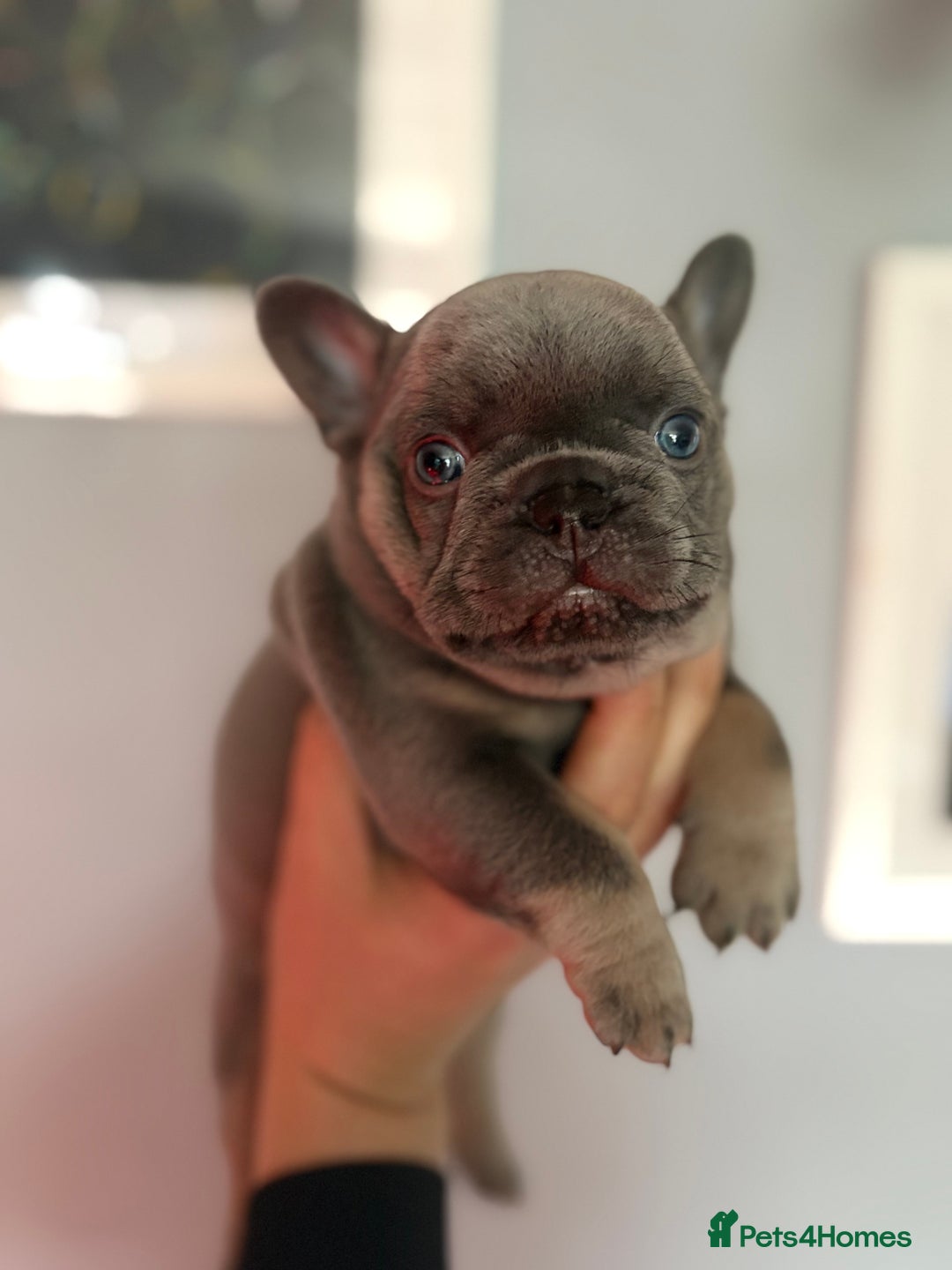 French Bulldog dogs for sale: Chunky French bulldog puppies  - Image 15