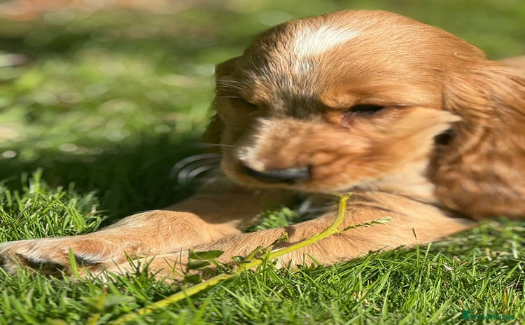 Cocker Spaniel dogs - Advert 10