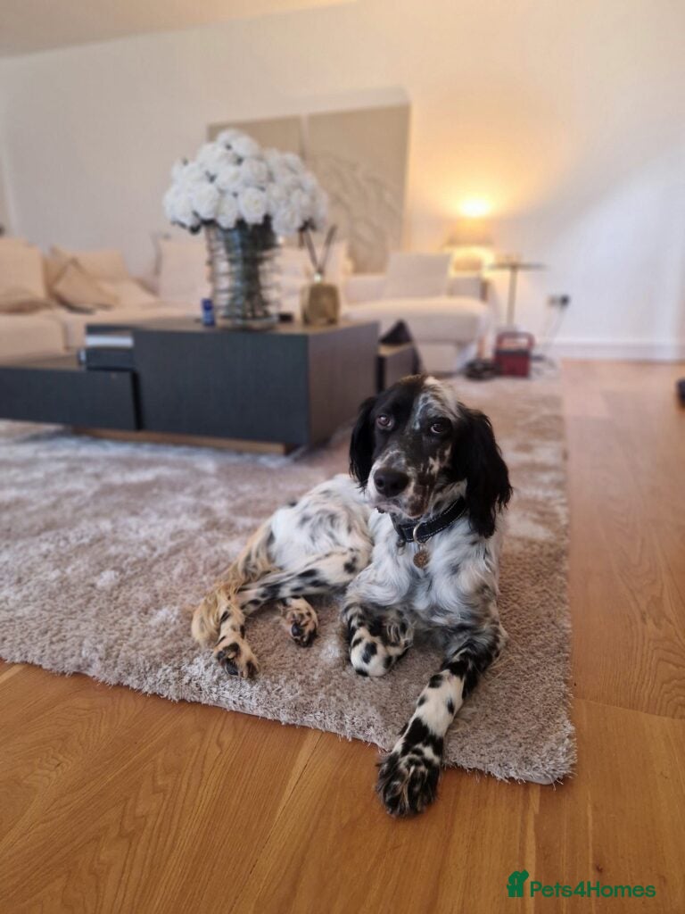 English Setter dogs Tae   - Advert 2