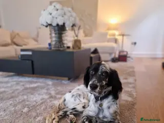 English Setter dogs Tae - Advert 6