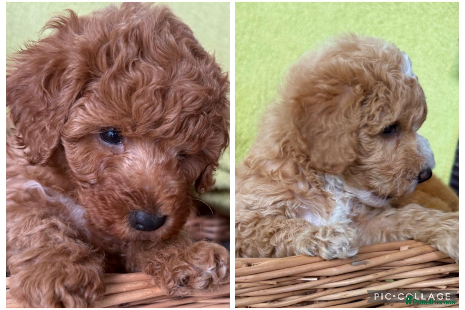 Toy Poodle dogs Outstanding Toy Poodles - KC registered - Advert 12