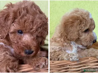Toy Poodle dogs Outstanding Toy Poodles - KC registered - Advert 12