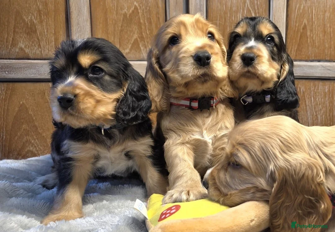 Cocker Spaniel dogs for sale: Show Cocker Spaniels - Advert 1