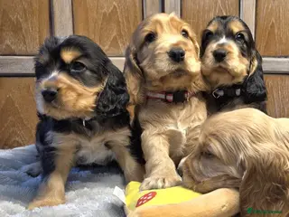 Cocker Spaniel dogs Show Cocker Spaniels - Advert 1