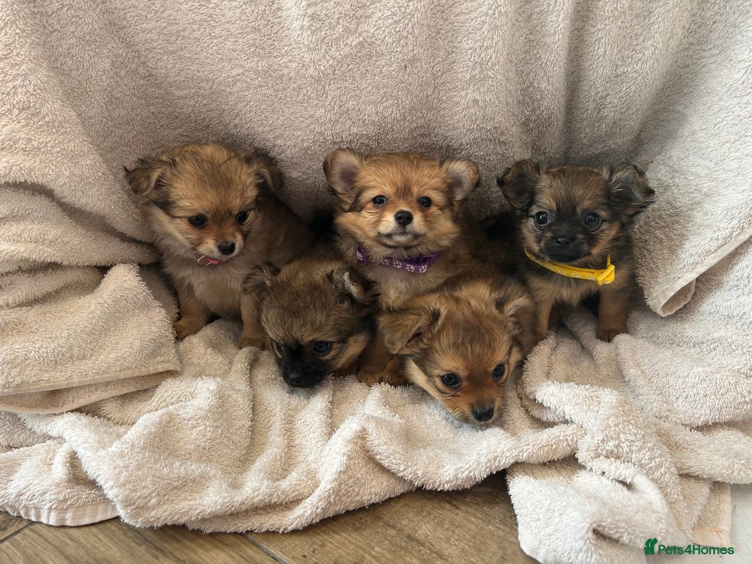 Pomchi dogs for sale: Beautiful fluffy pomchi puppies  - Image 1