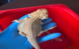 Bearded Dragon reptiles for sale: Baby bearded dragons  - Image 12