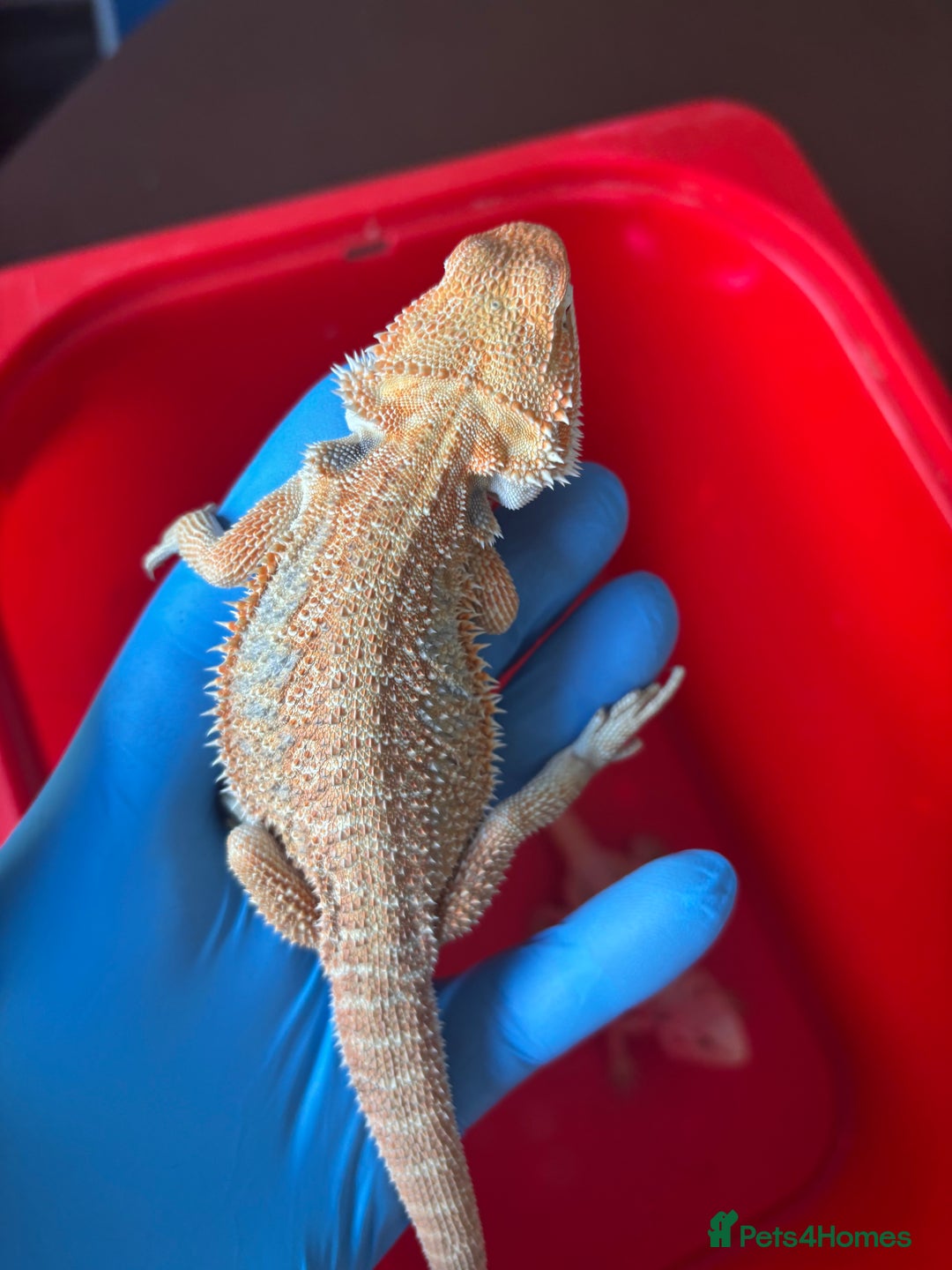 Bearded Dragon reptiles for sale: Baby bearded dragons  - Image 12