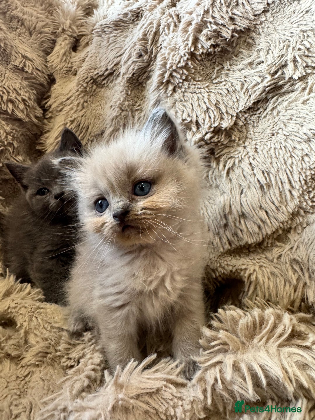 Mixed Breed cats for sale: Blue British Shorthair x Mink Blue Point Ragdoll - Image 1