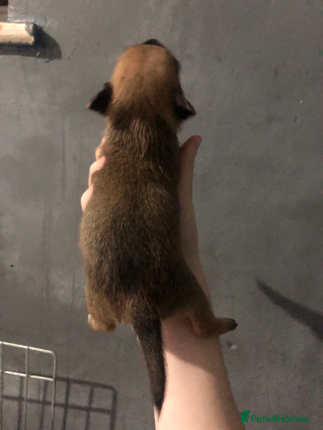 Pomchi dogs for sale: 🐾MALE POMCHI PUPPIES🐾 - Advert 21