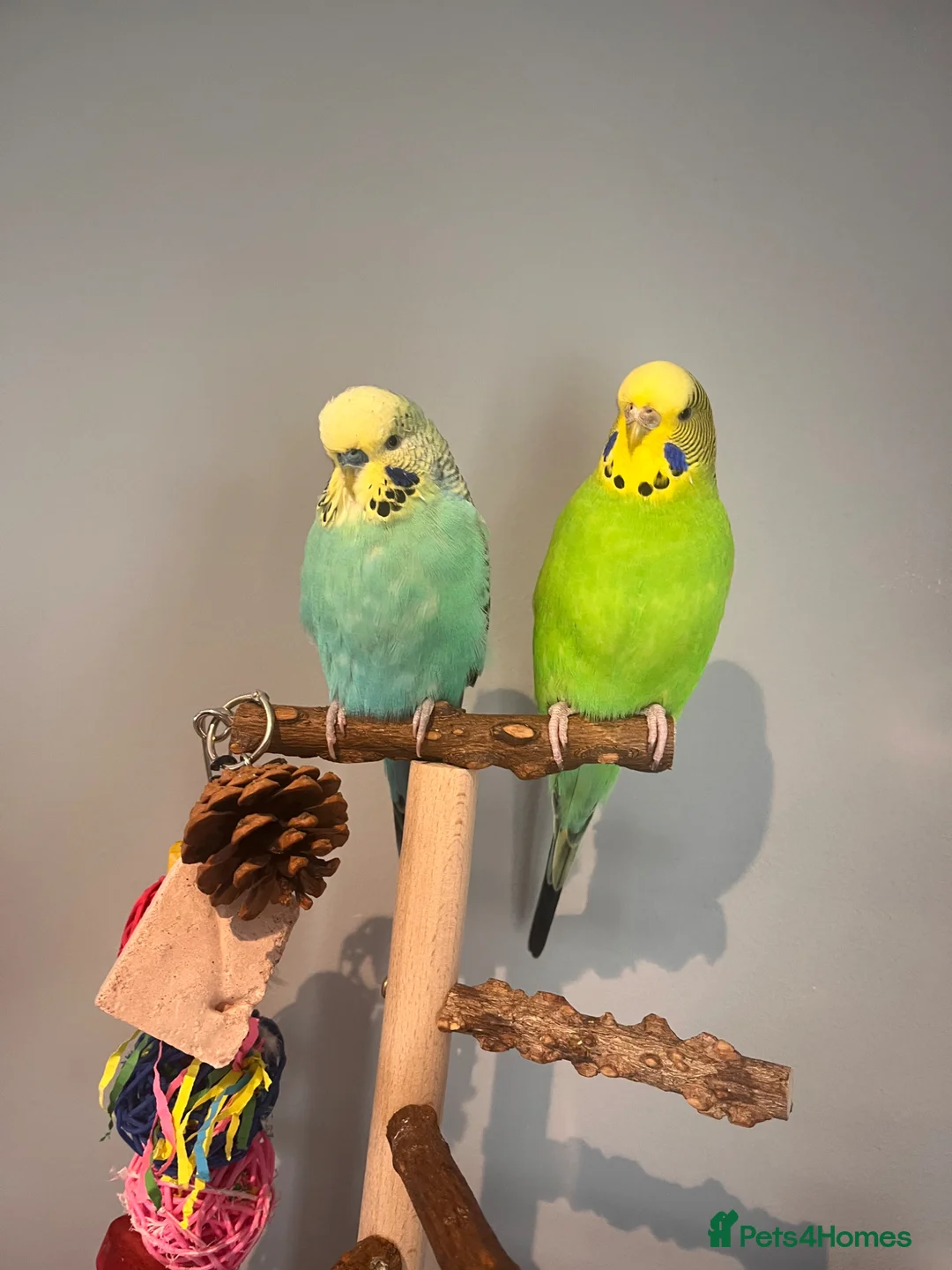 Budgerigars birds for sale: Two budgies, male and female  in Bristol - Advert 2