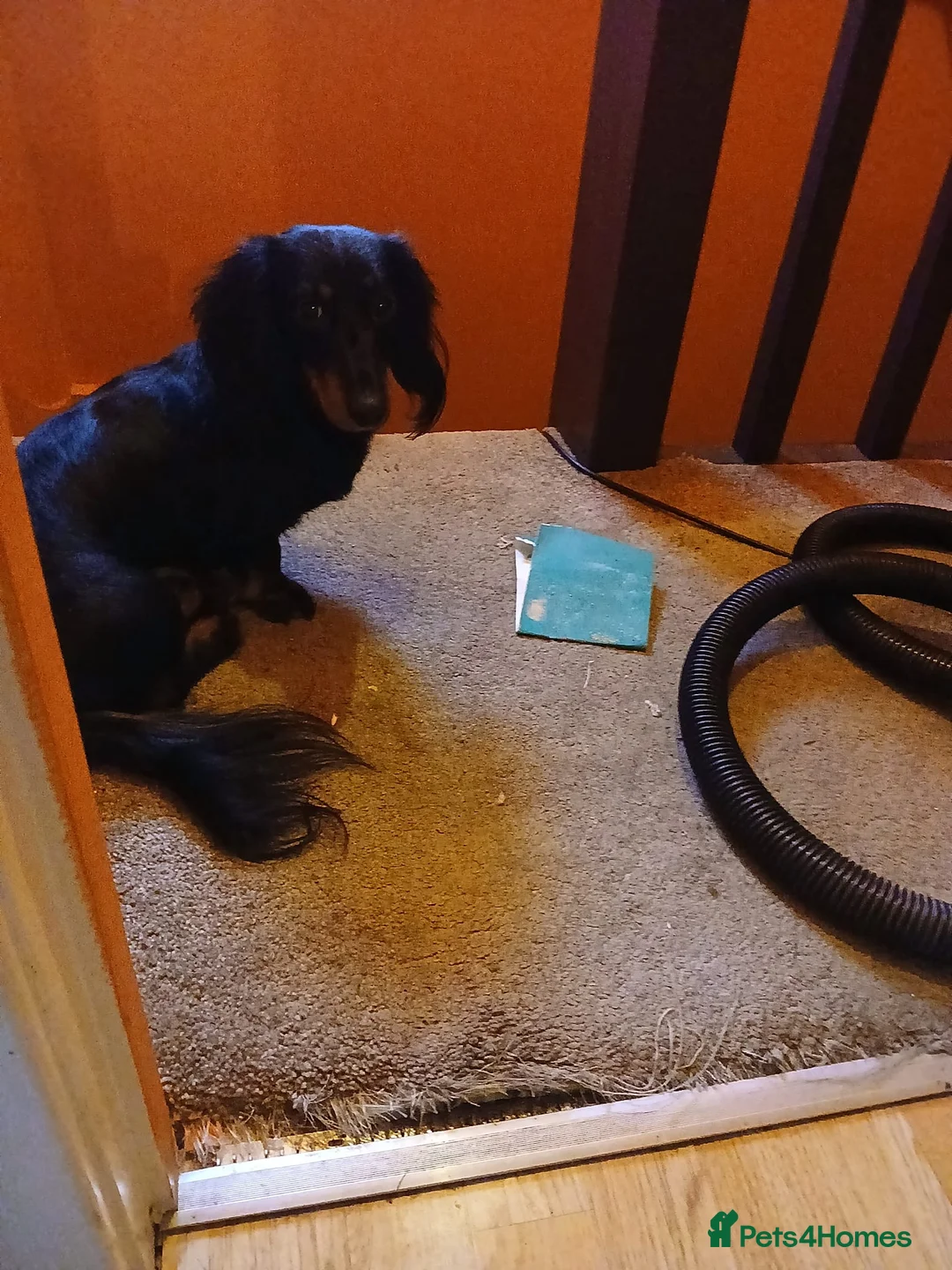 Miniature Dachshund dogs for stud: Beautiful boy for stud - Advert 2