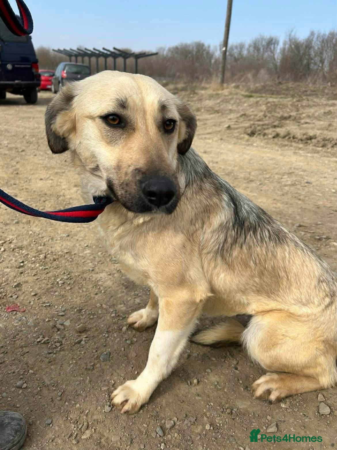 Mixed Breed dogs Octavia - Norwich Norfolk  - Advert 1