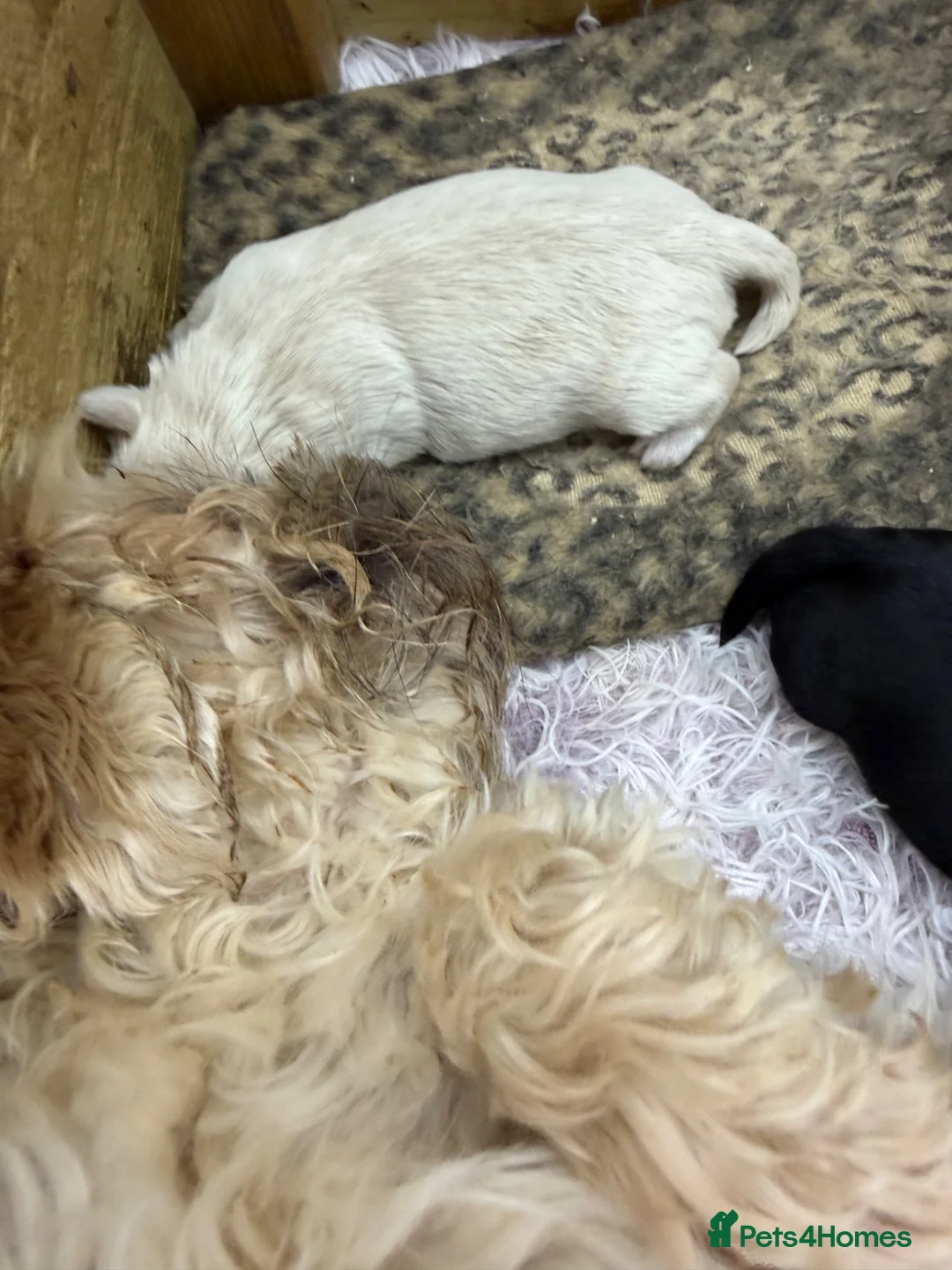 Shih Tzu dogs for sale: Stunning shihtzus  - Advert 16