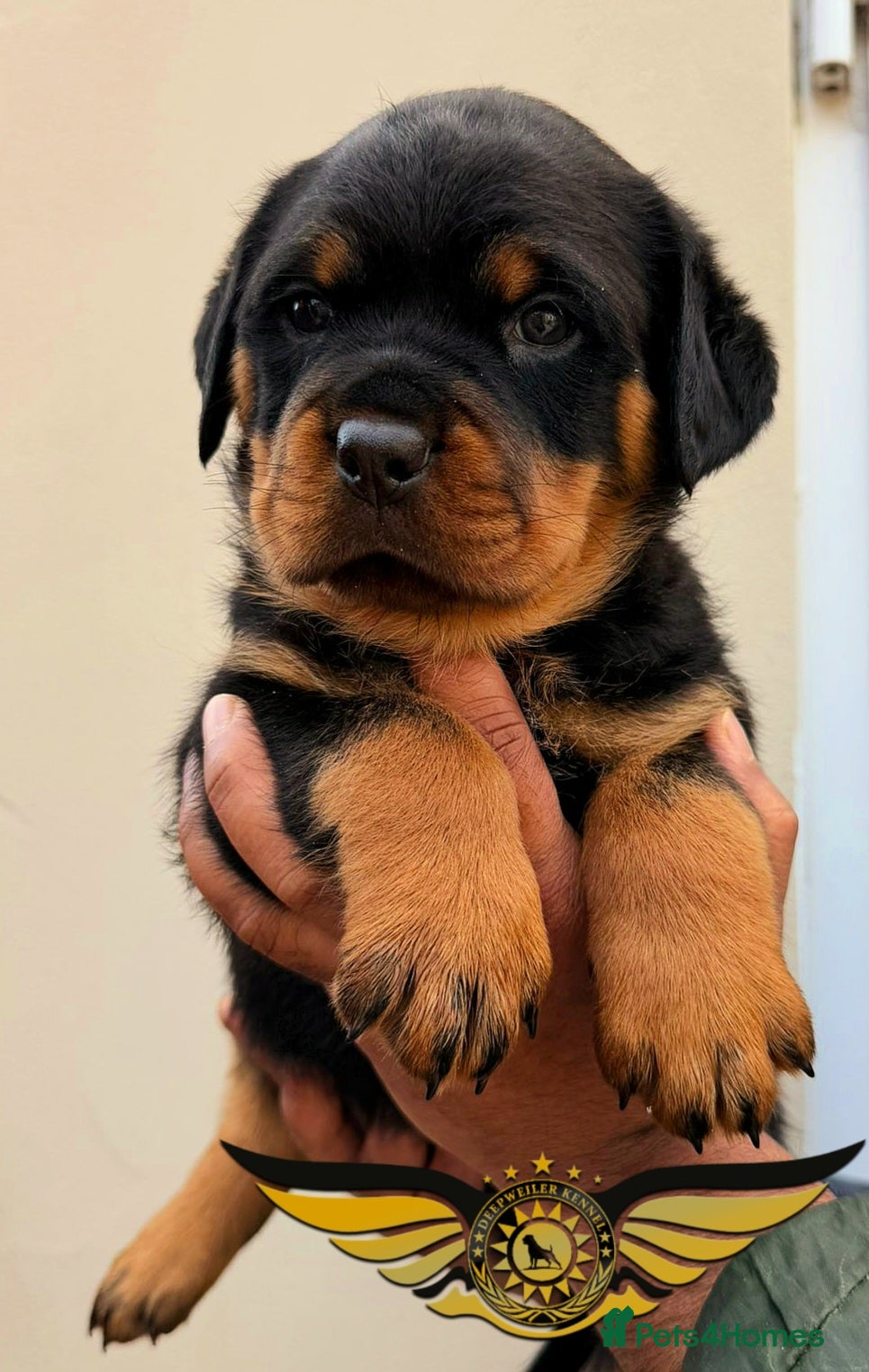 Rottweiler dogs BEAUTIFUL ROTTWEILER PUPPIES FULL KC SHOW QUALITY  - Advert 6
