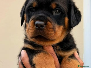 Rottweiler dogs BEAUTIFUL ROTTWEILER PUPPIES FULL KC SHOW QUALITY - Advert 18