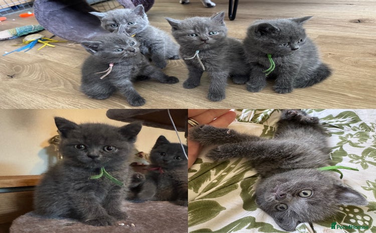 British Shorthair cats - Advert 12