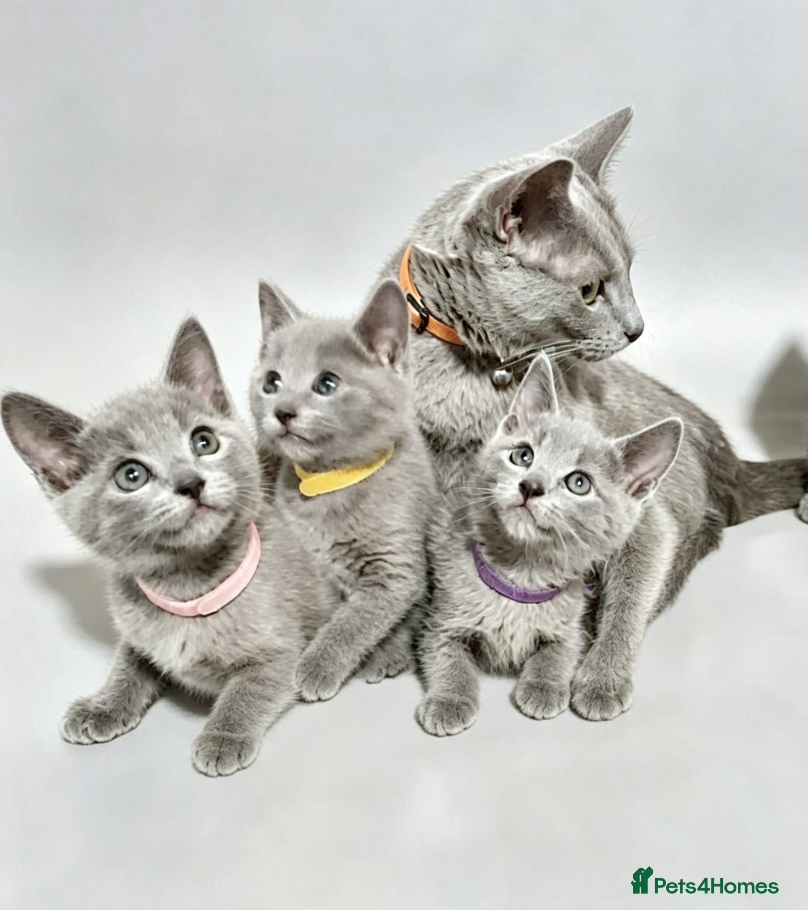 Russian Blue cats Pedigree Russian Blue kittens  - Advert 2
