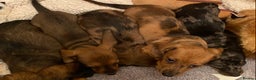 Miniature Dachshund dogs for sale: MINIATURE DACHSHUND PUPPIES  - Advert 25