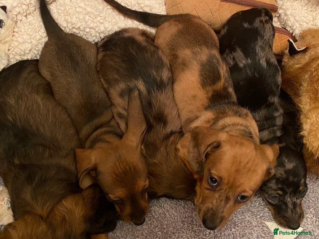 Miniature Dachshund dogs for sale: MINIATURE DACHSHUND PUPPIES  - Advert 25