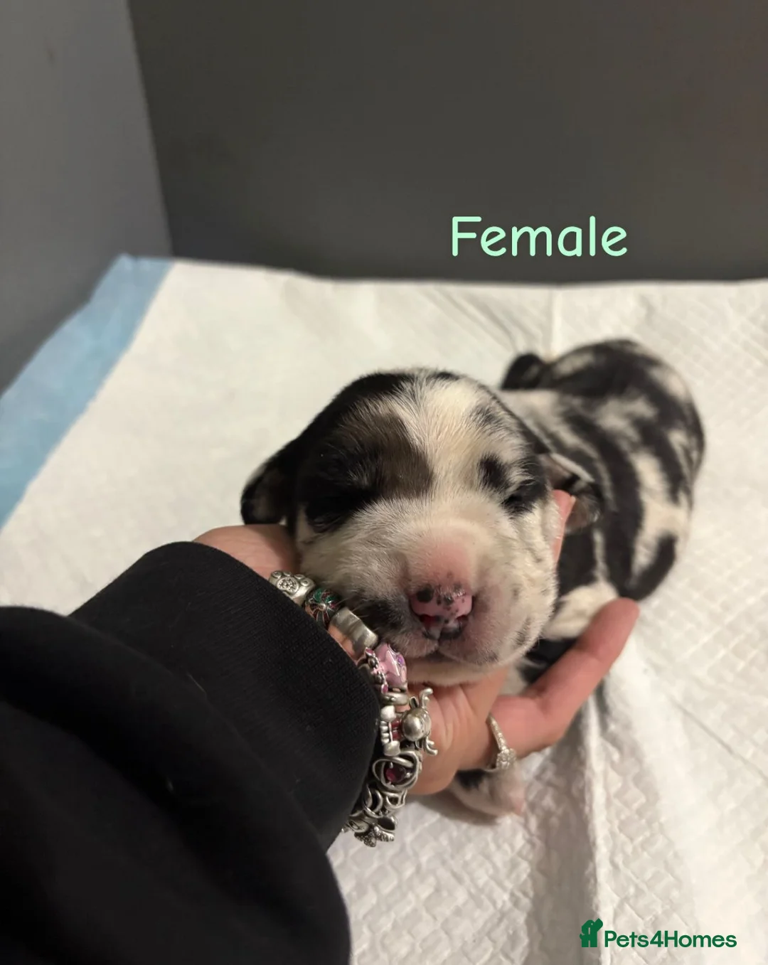 Mixed Breed dogs for sale: Stunning litter of 7 Presa Canario X Bandog - Advert 17