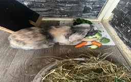 Mini Lop rabbits for sale: Mini lop  - Image 9