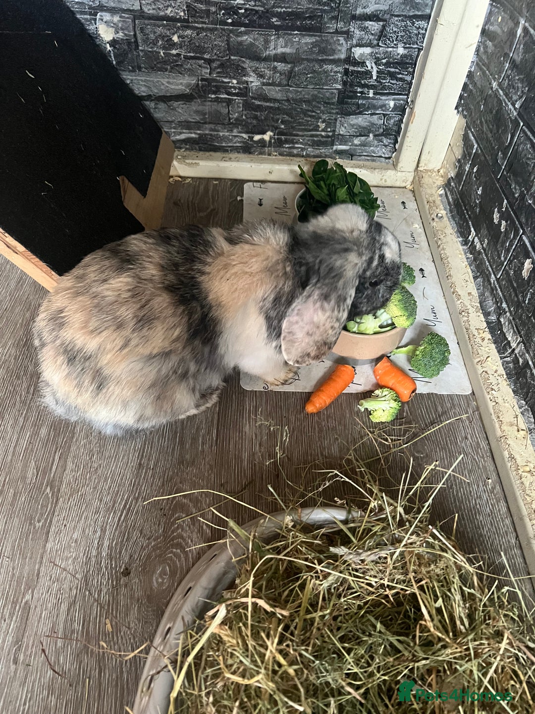 Mini Lop rabbits for sale: Mini lop  - Image 9