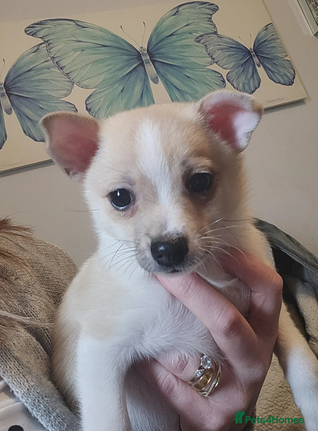 Pomchi dogs for sale: Male Pomchi  - Advert 1