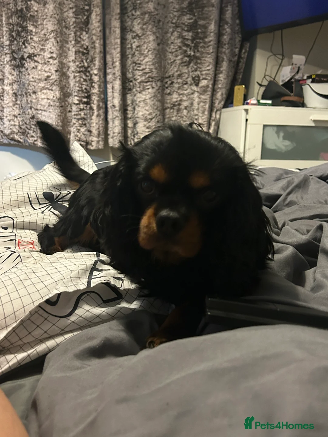 Cavalier King Charles Spaniel dogs for stud: Kc Black and Tan small proven cavalier stud  in Barnsley - Advert 4