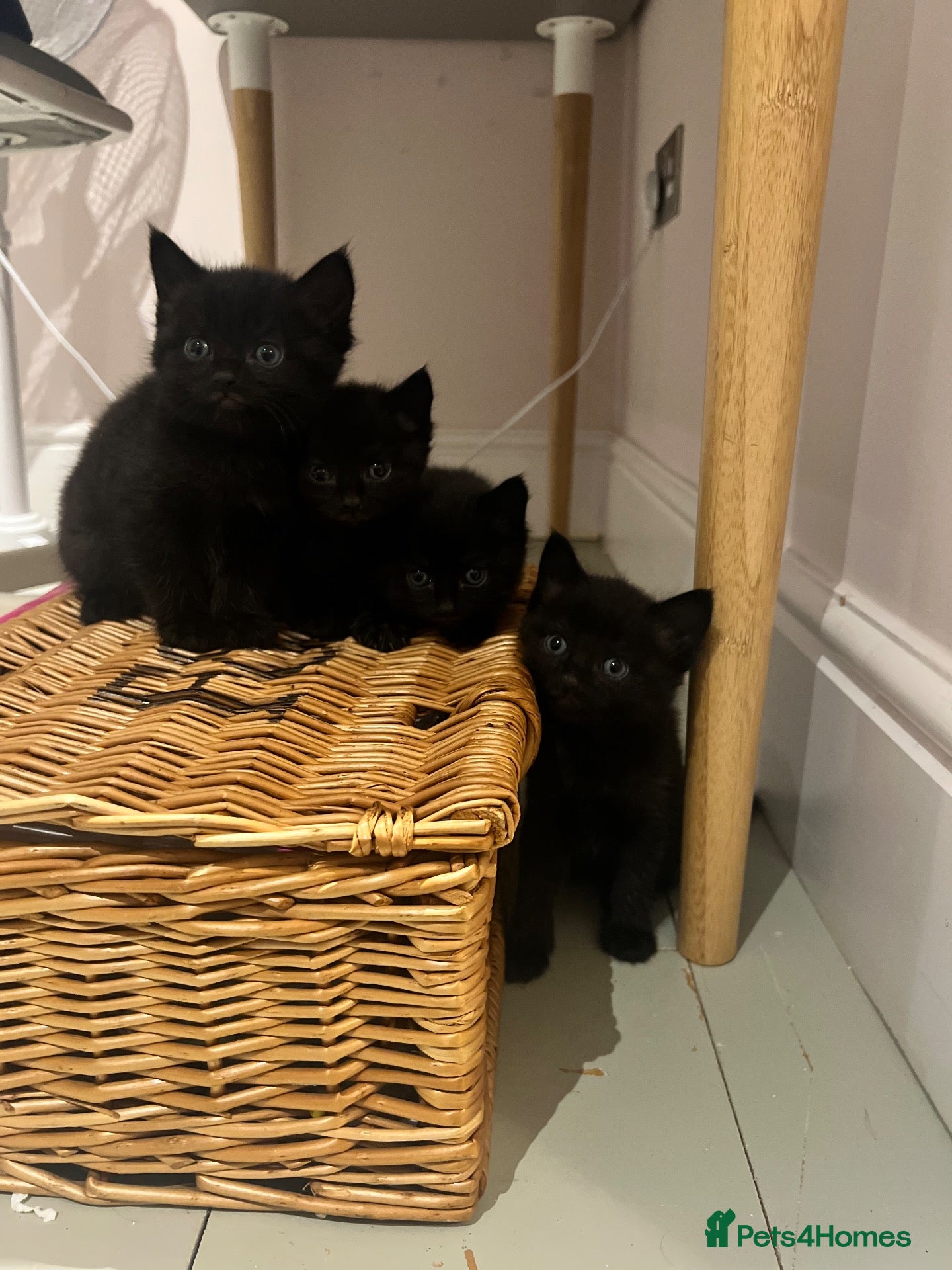 Maine Coon cats Part Maine coon kittens  - Advert 13