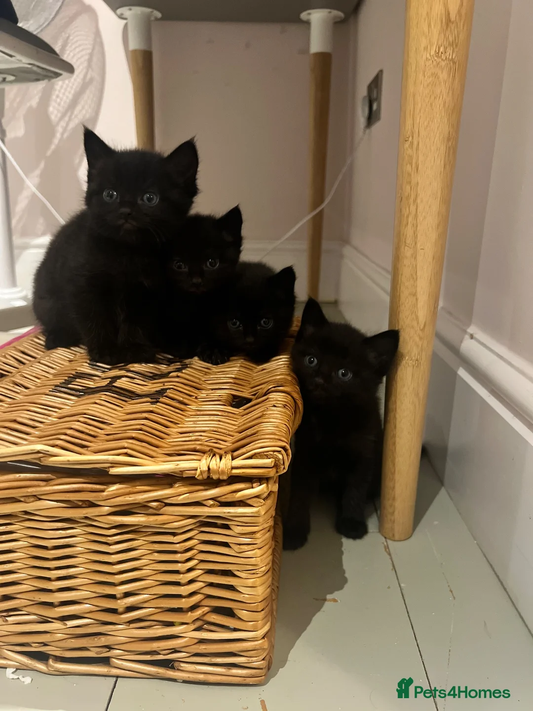 Maine Coon cats for sale: Part Maine coon kittens  - Advert 1
