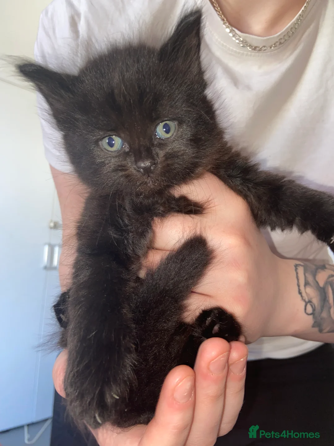 Mixed Breed cats for sale: Two kittens for sale  in London - Advert 2