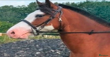 Welsh Section D horses - Advert 10