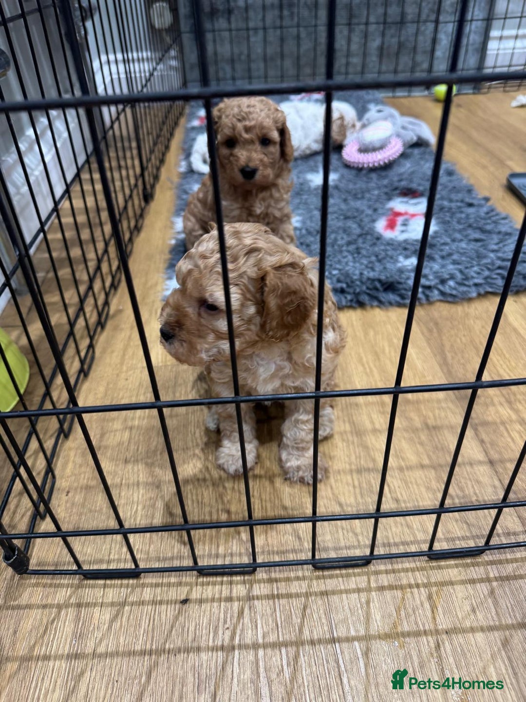 Cavapoo dogs for sale: Two Gorgeous light red Cavapoo Boys  - Advert 4