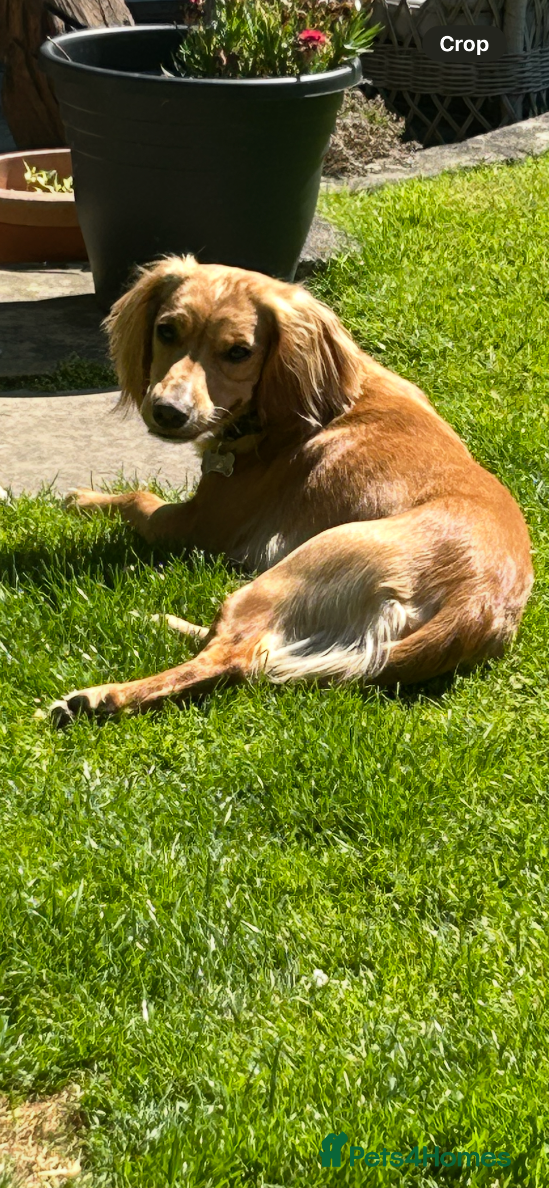 Cocker Spaniel dogs for sale: Cody 1 year old cocker spaniel  - Image 3