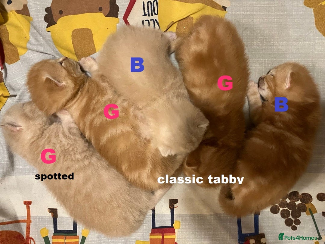 British Shorthair cats for sale: Rare colors British Shorthair kittens - Image 10