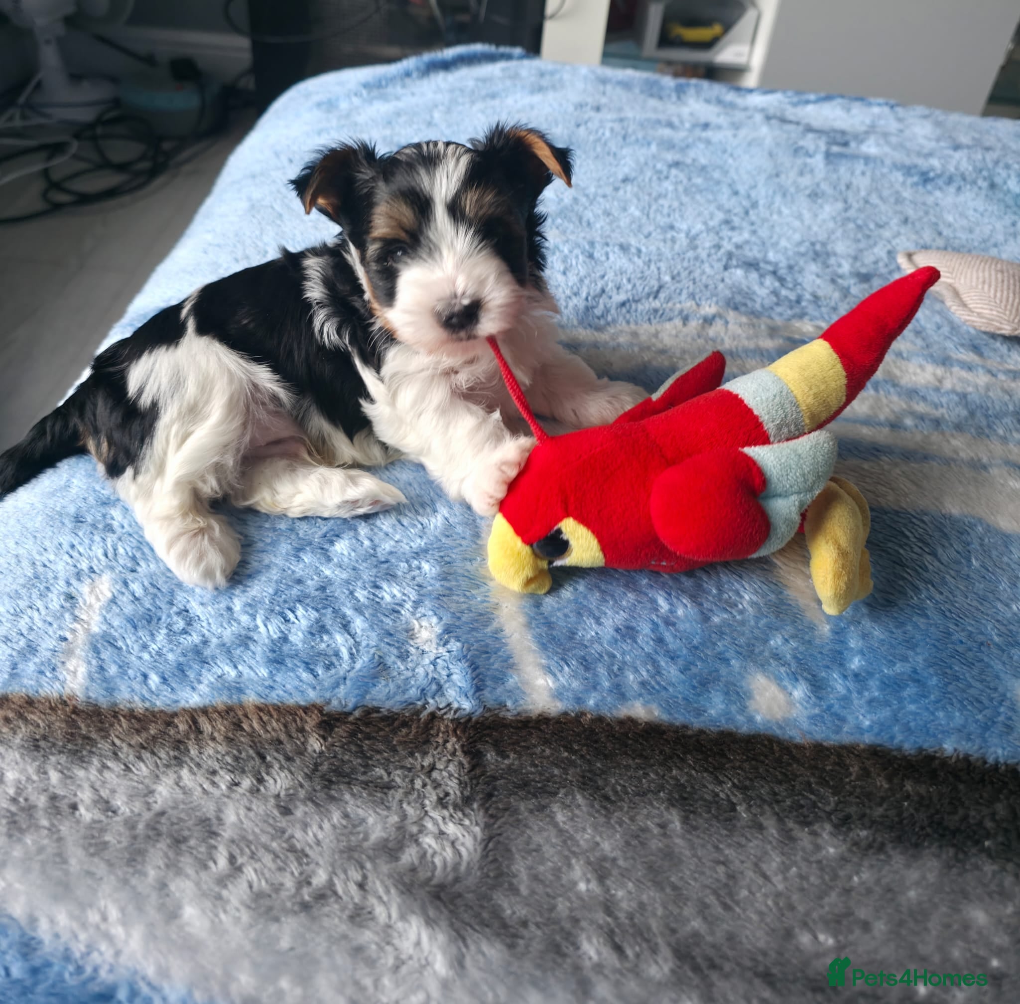 Biewer Terrier dogs  Biewer Terrier Puppies – one Gorgeous Boy - Advert 2