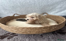 Maltipoo dogs for sale: F1 Toy Maltipoo puppys   - Image 12