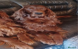 Irish Setter dogs for sale: KC IRISH SETTER DOG 4 YEARS OLD  - Advert 5