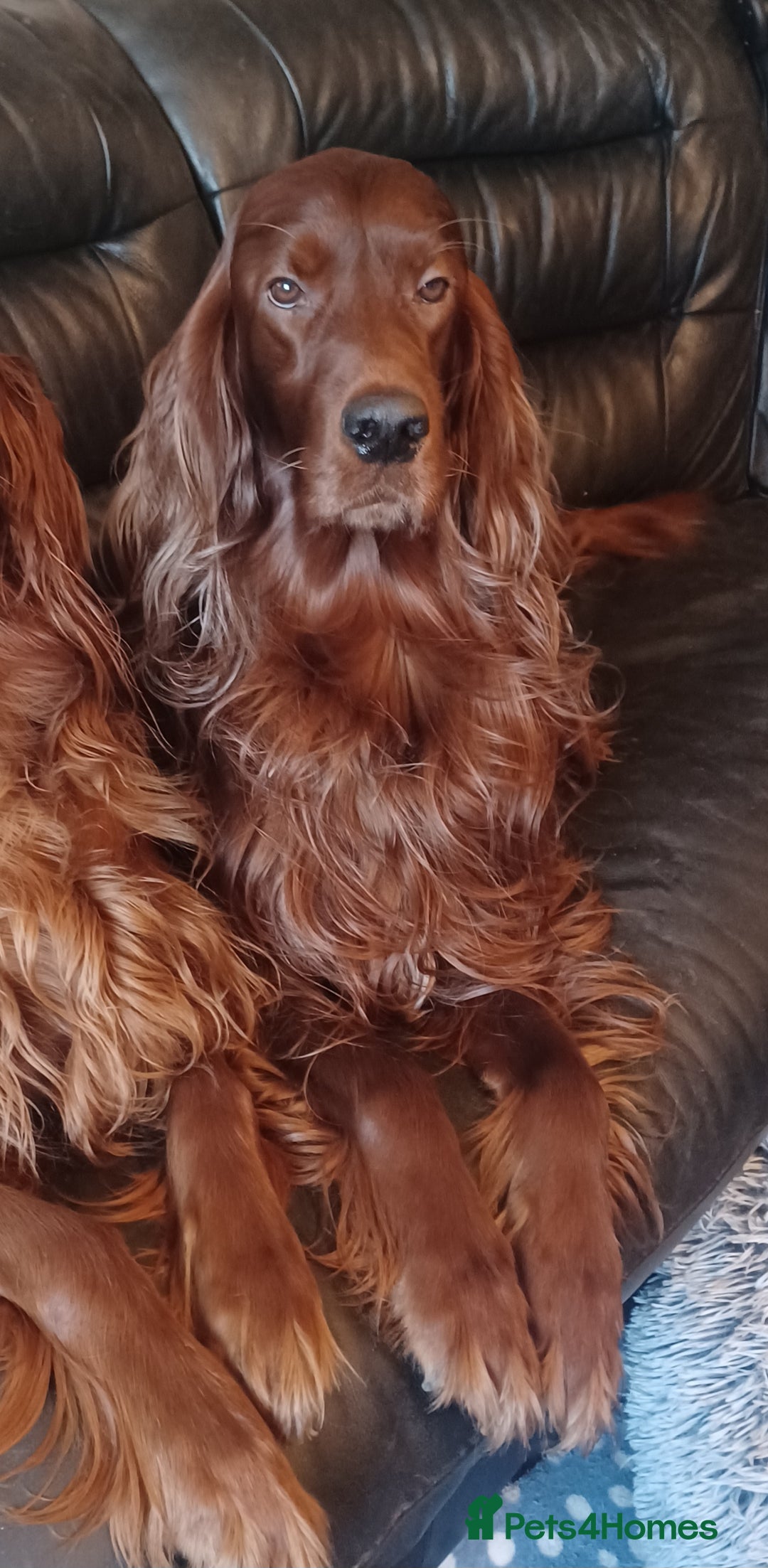Irish Setter dogs for sale: KC IRISH SETTER DOG 4 YEARS OLD  - Advert 5