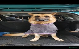 German Shepherd dogs for sale: River, 7yr old, German Shepherd (Female)  - Image 4