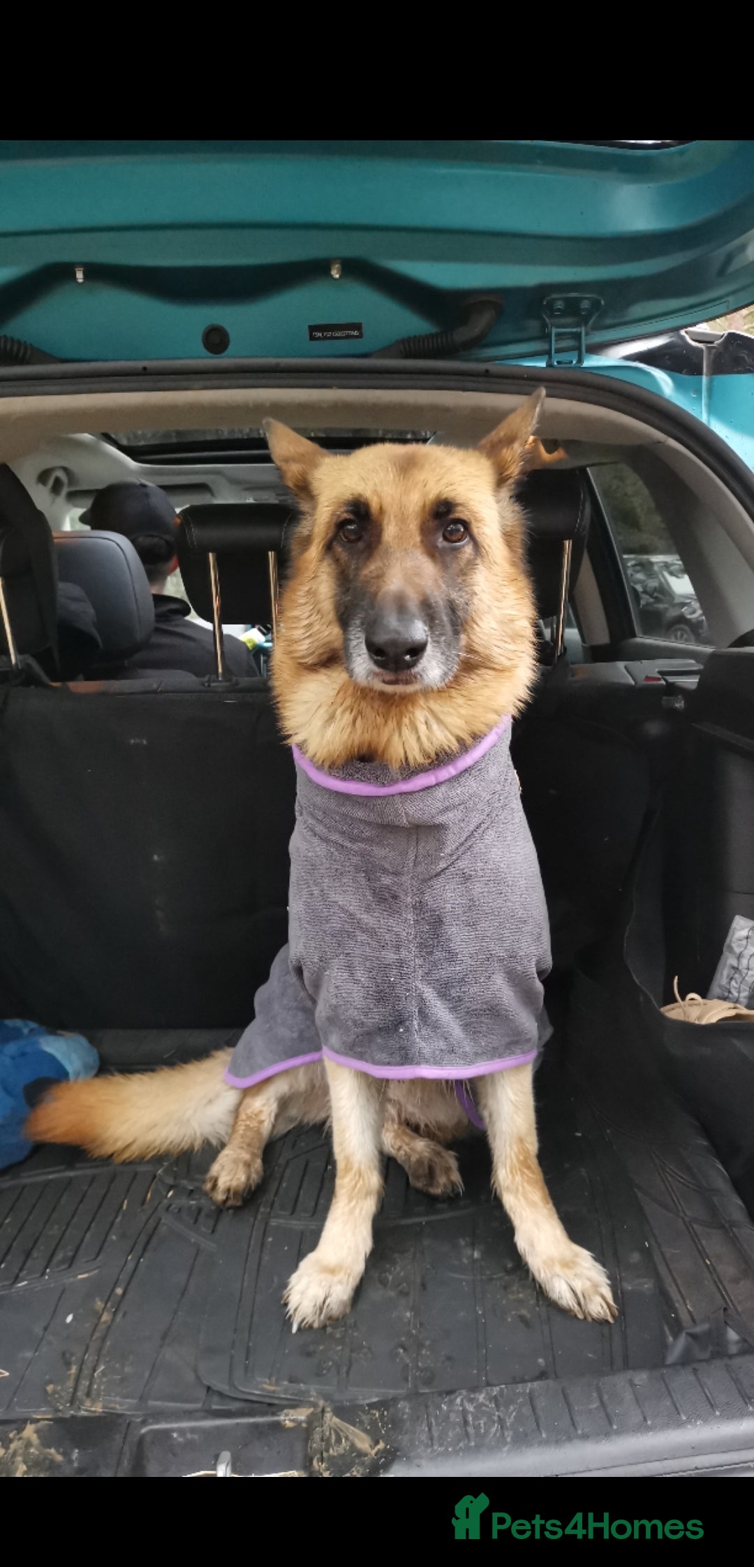 German Shepherd dogs for sale: River, 7yr old, German Shepherd (Female)  - Image 4