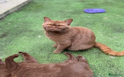 British Shorthair cats for sale: Beautiful GCCF cinnamon girl  - Image 2