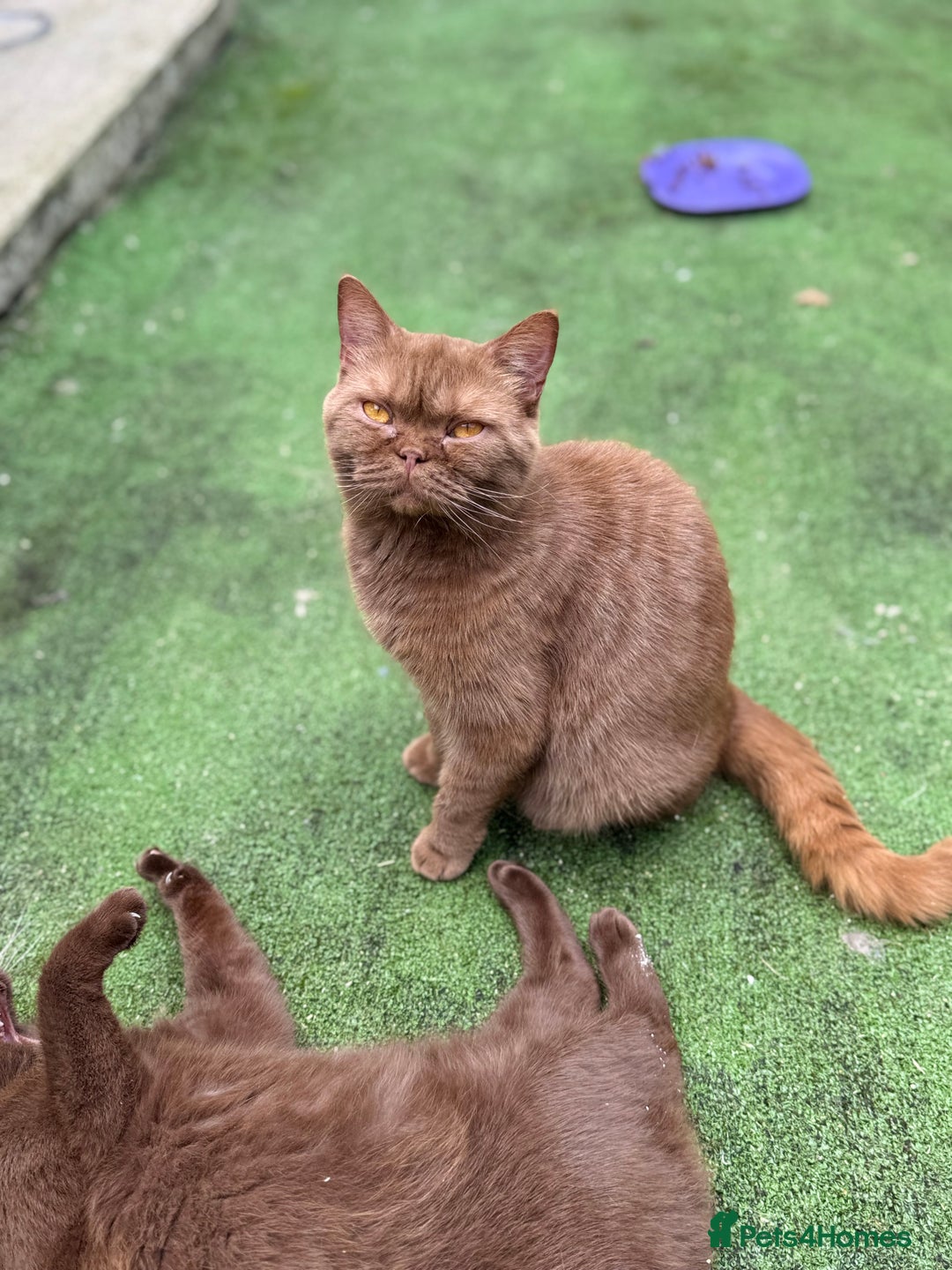 British Shorthair cats for sale: Beautiful GCCF cinnamon girl  - Image 2