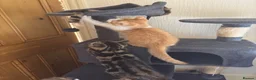 Mixed Breed cats for sale: 2 adorable kittens - Advert 5