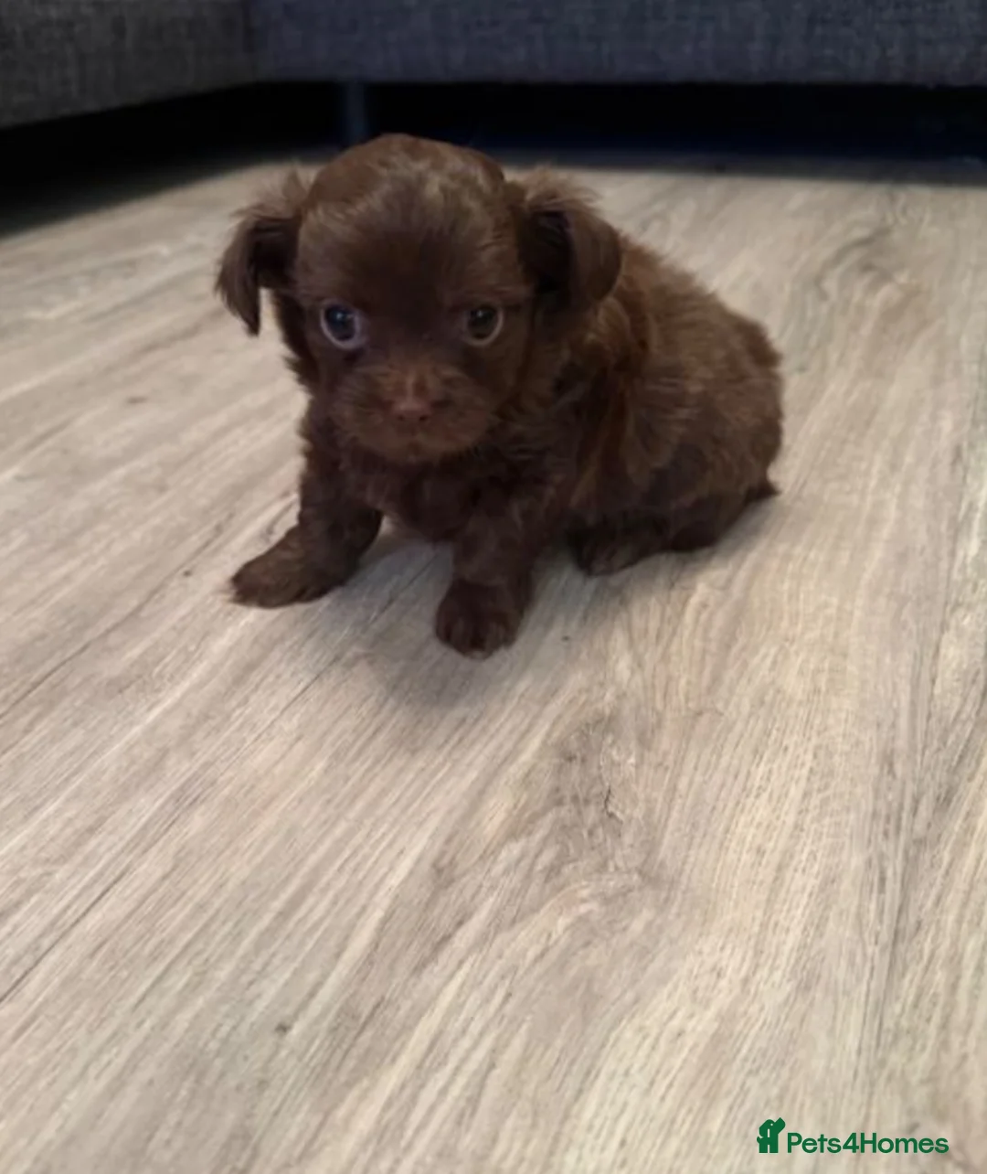 Chihuahua dogs for sale: Adorable Chihuahua Puppies 7 Weeks Old  Ready Soon in London - Advert 2