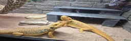 Bearded Dragon reptiles for sale: 2 female beaded dragons - Advert 7