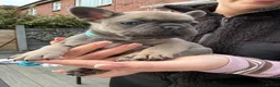 French Bulldog dogs for sale: French Bulldogs  in Oldham - Advert 5